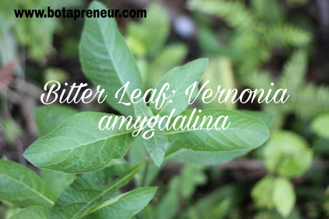 Bitter leaf :Vernonia amygdalina