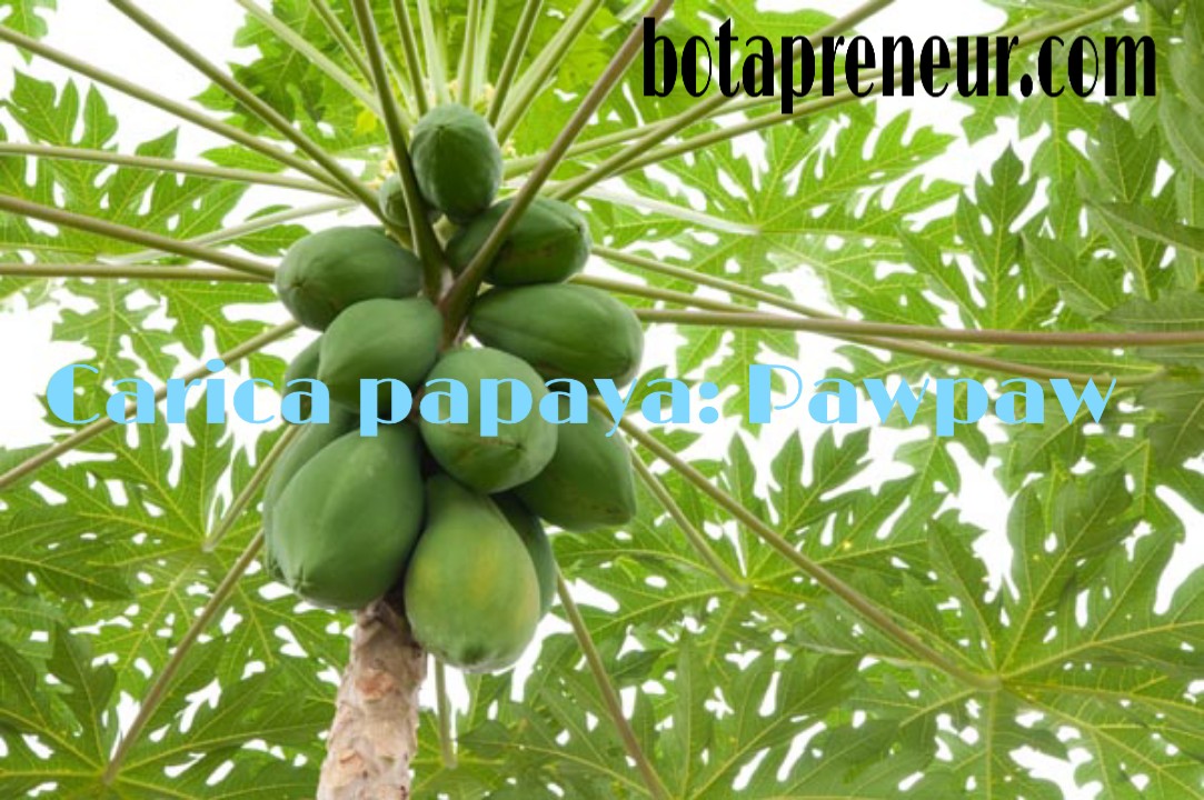 Health Benefits of Pawpaw