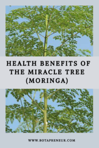 Health Benefits of the Miracle Tree (Moringa)