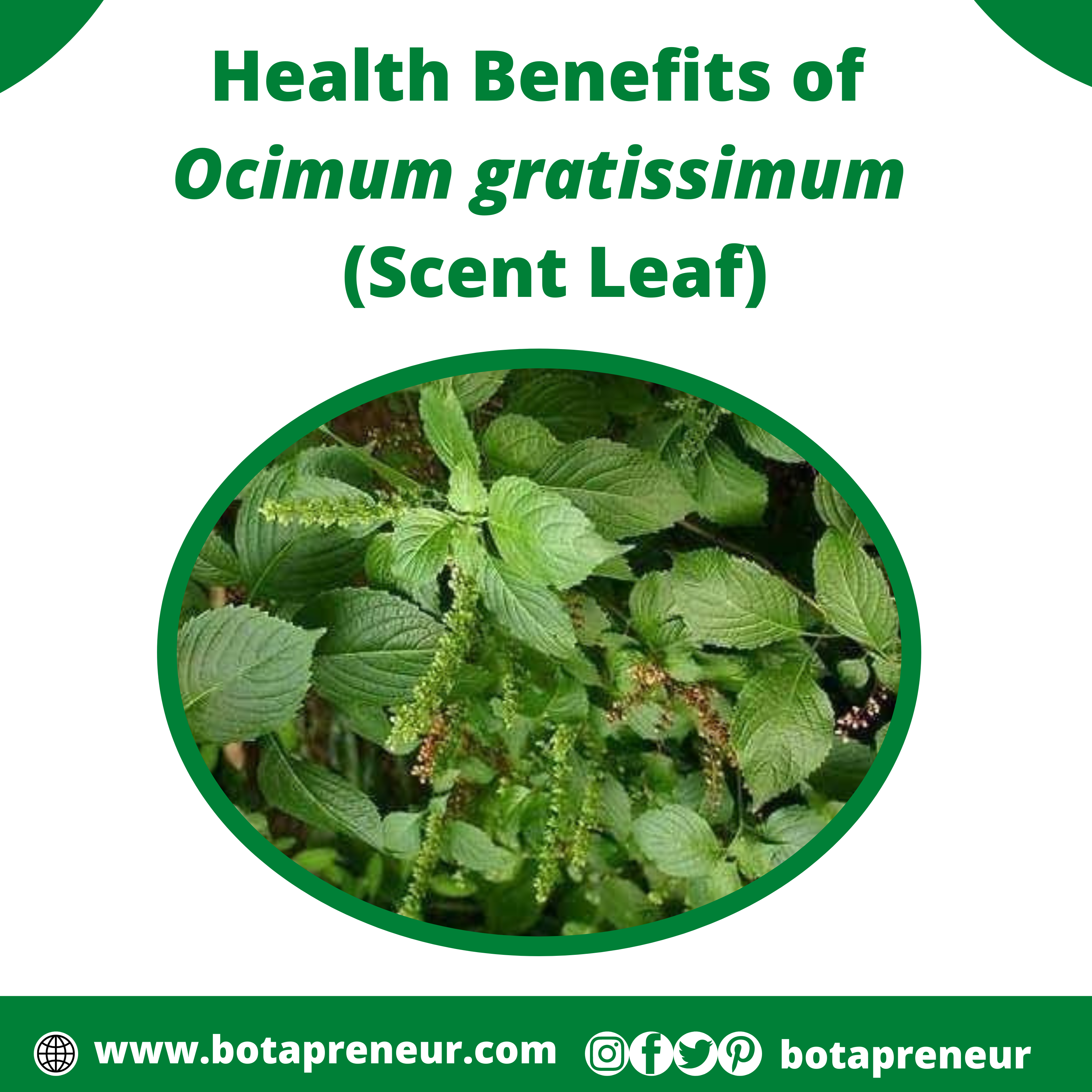 Amazing Health Benefits of Ocimum gratissimum (Scent Leaf)