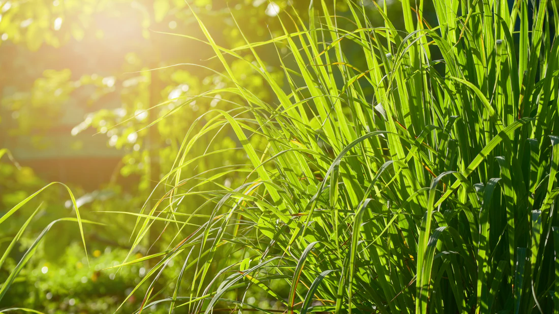 9 Powerful Medicinal Uses of Lemongrass for Better Health