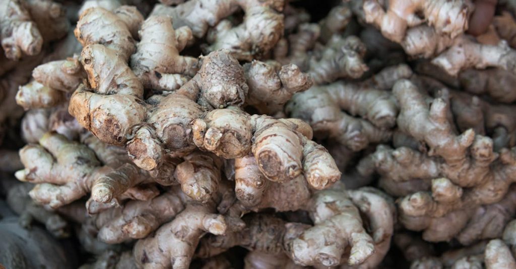 Close-up image of a large pile of fresh organic ginger roots, showcasing texture and abundance.