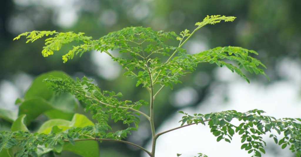 Close-up of a Moringa plant with vibrant green leaves against a blurred natural background.