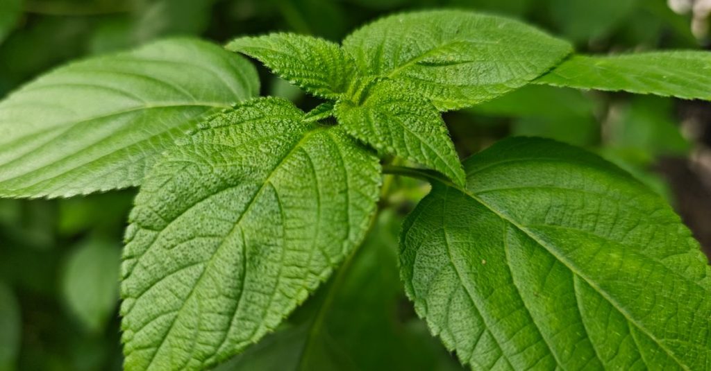 Detailed close-up of vibrant green leaves on a plant captured outdoors.
