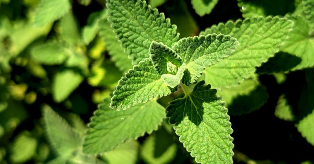 Vibrant green catnip leaves in sunlight, showcasing detailed textures and patterns.