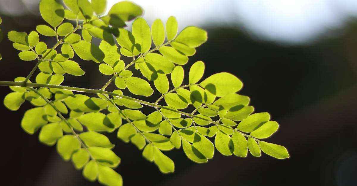 Bright green moringa leaves captured against a soft, blurred background in natural daylight.