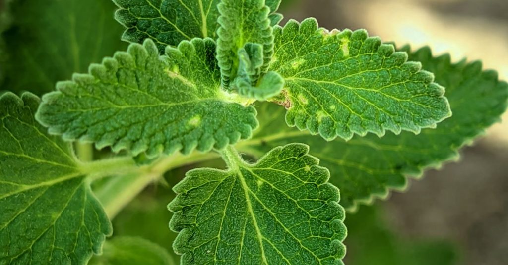 Close-up of a lush catnip plant with vibrant green leaves, ideal for garden lovers.