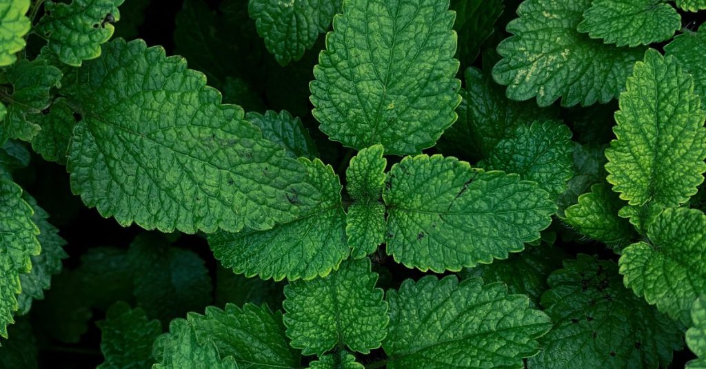 Detailed overhead shot of fresh mint leaves showcasing vivid green textures.