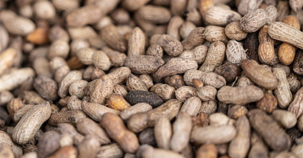 A detailed close-up of fresh organic peanuts in their natural shell, showcasing texture.